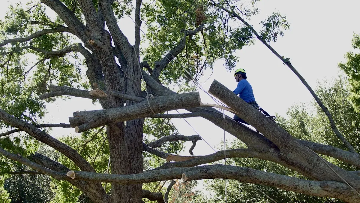 Professional Hazardous Tree Removal performed by certified arborists in Dubberly